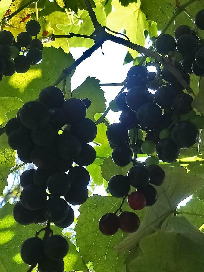 Guest House And Cellar Winery In Ortabatumi Batumi Georgia Екстер'єр фото